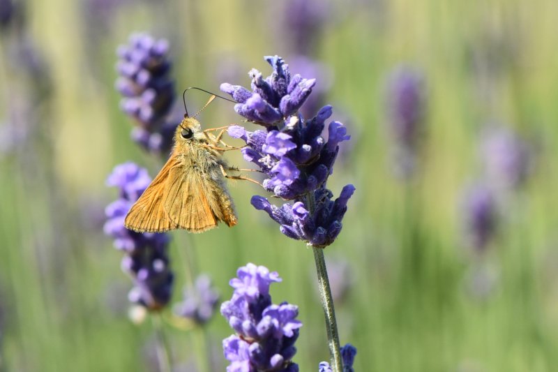 PAPILLON HESPERIE sur fleur de lavande. 2024  ISABELLE TURBAN